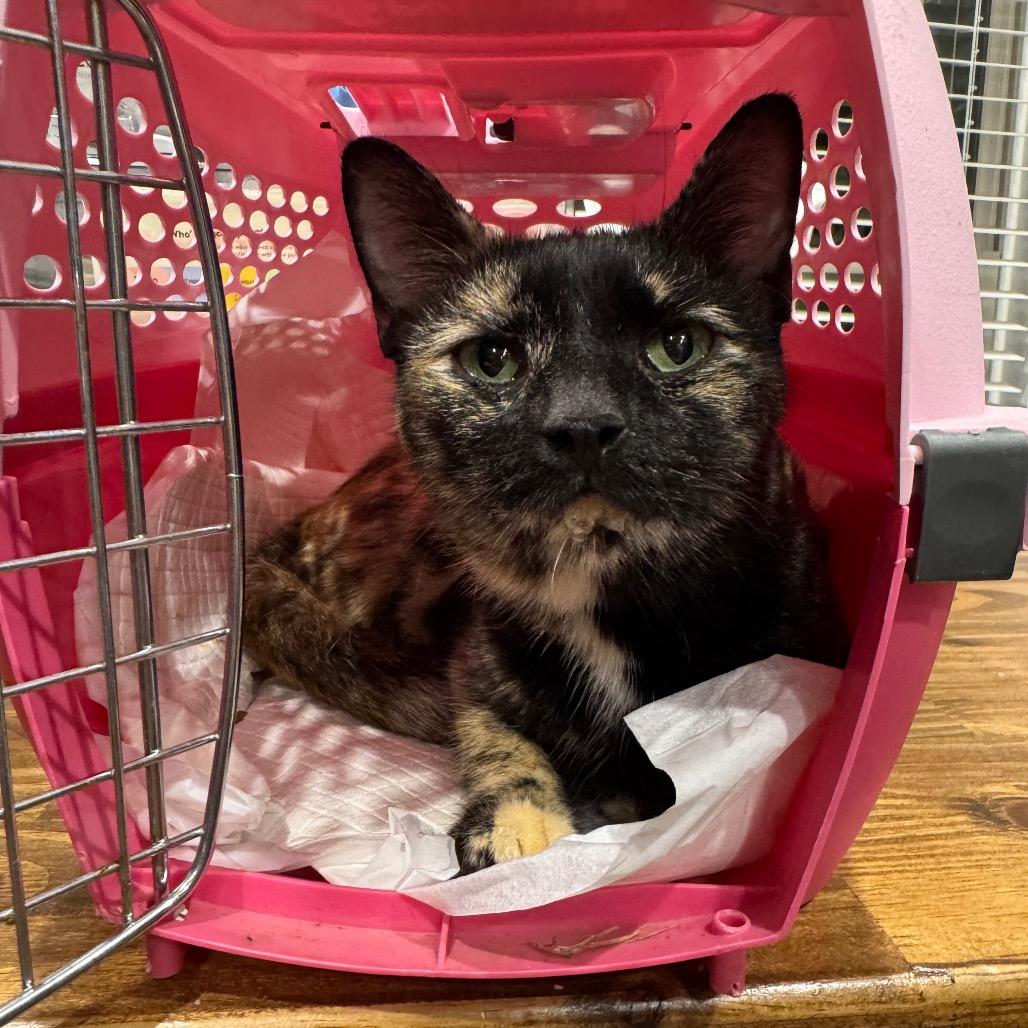 Enlarge Ariel, a Adoptable Domestic Short Hair in Warwick, RI image 6/6