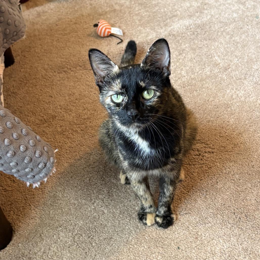 Enlarge Ariel, a Adoptable Domestic Short Hair in Warwick, RI image 4/6