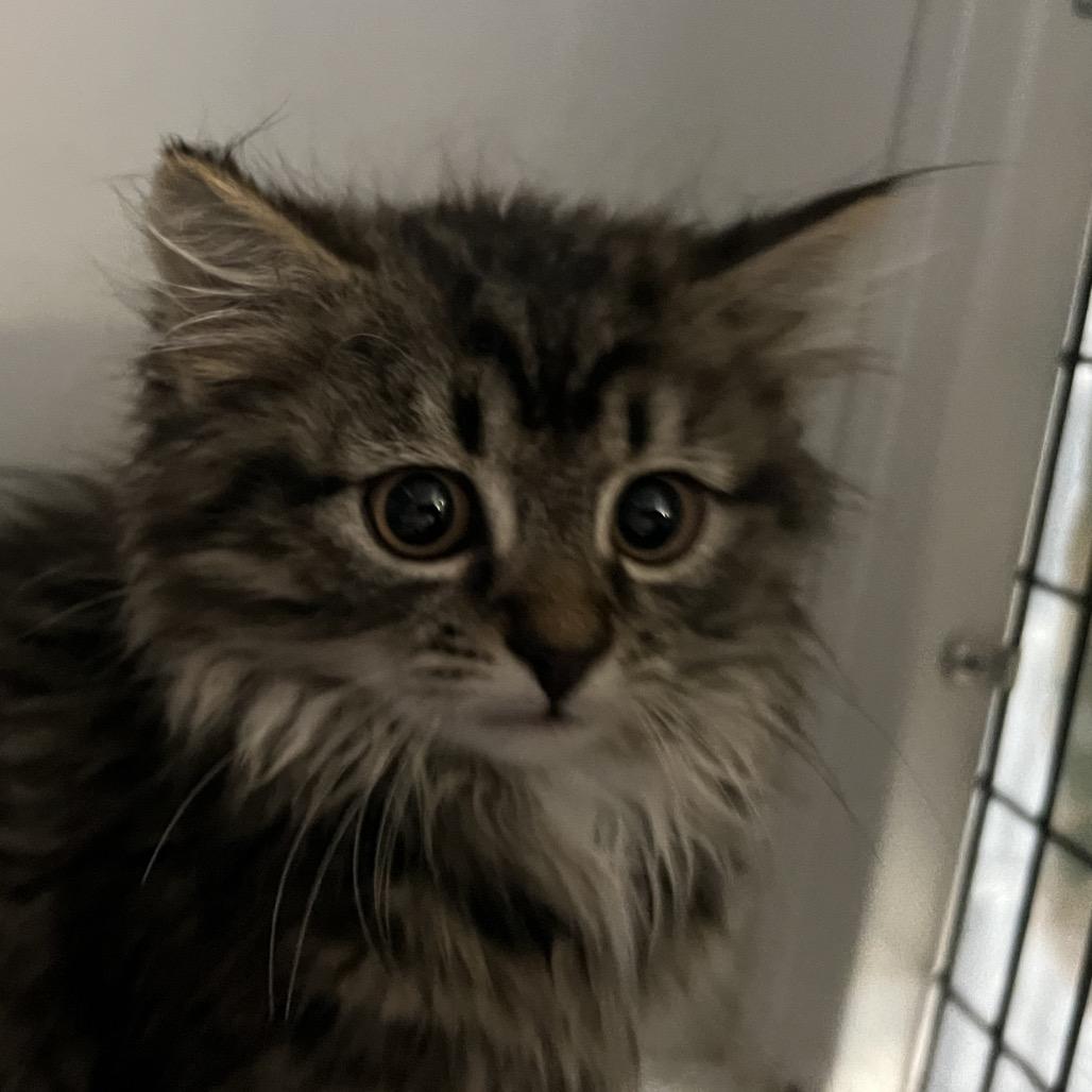 Todd, Adoptable, Kitten Male Domestic Long Hair.