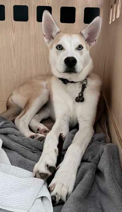 Orion, Adoptable, Puppy Male Husky.