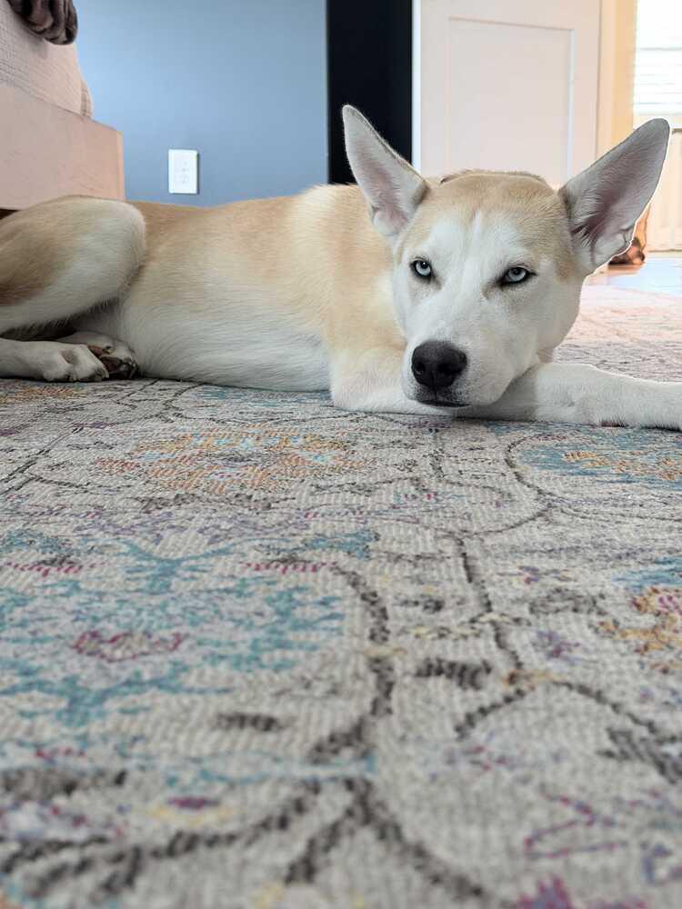 Orion, a Adoptable mixed breed in Wake Forest, NC image 2/3