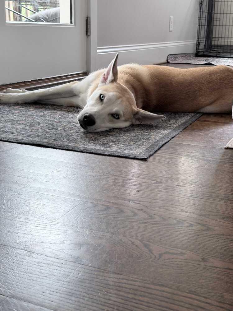 Orion, a Adoptable mixed breed in Wake Forest, NC image 3/3