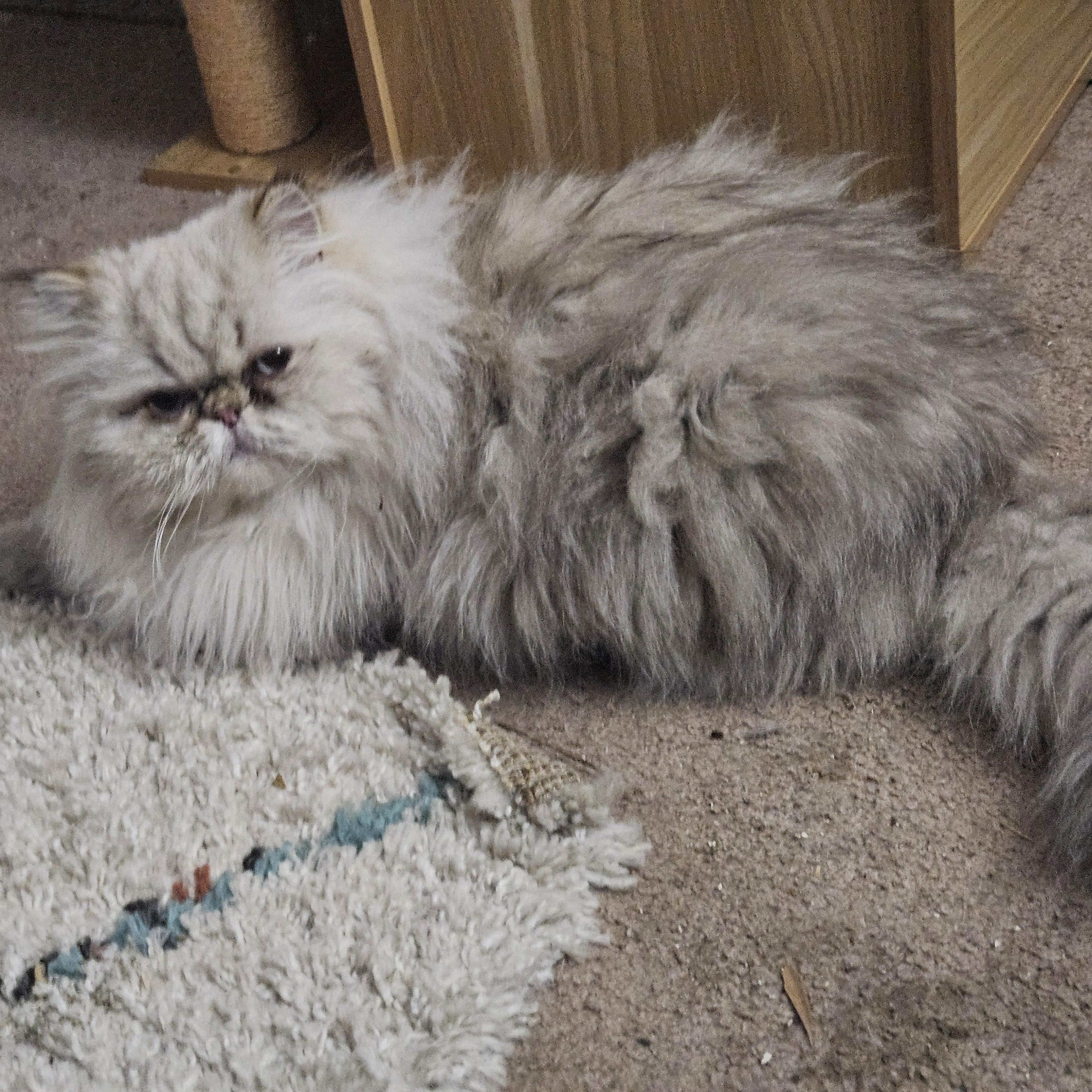 Flynn, a ADOPTABLE Persian in Orlando, FL image 3/6
