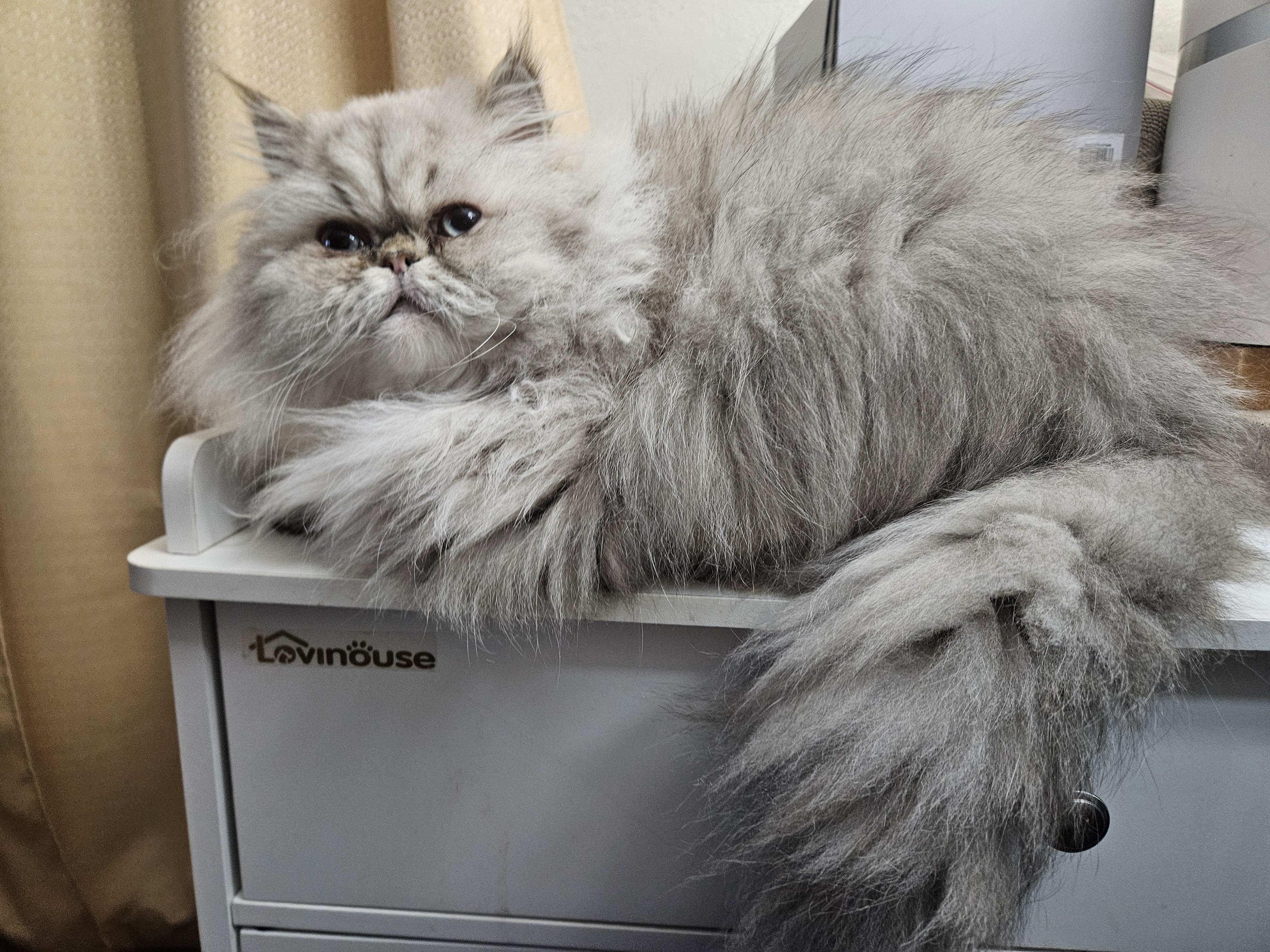 Flynn, a ADOPTABLE Persian in Orlando, FL image 1/6