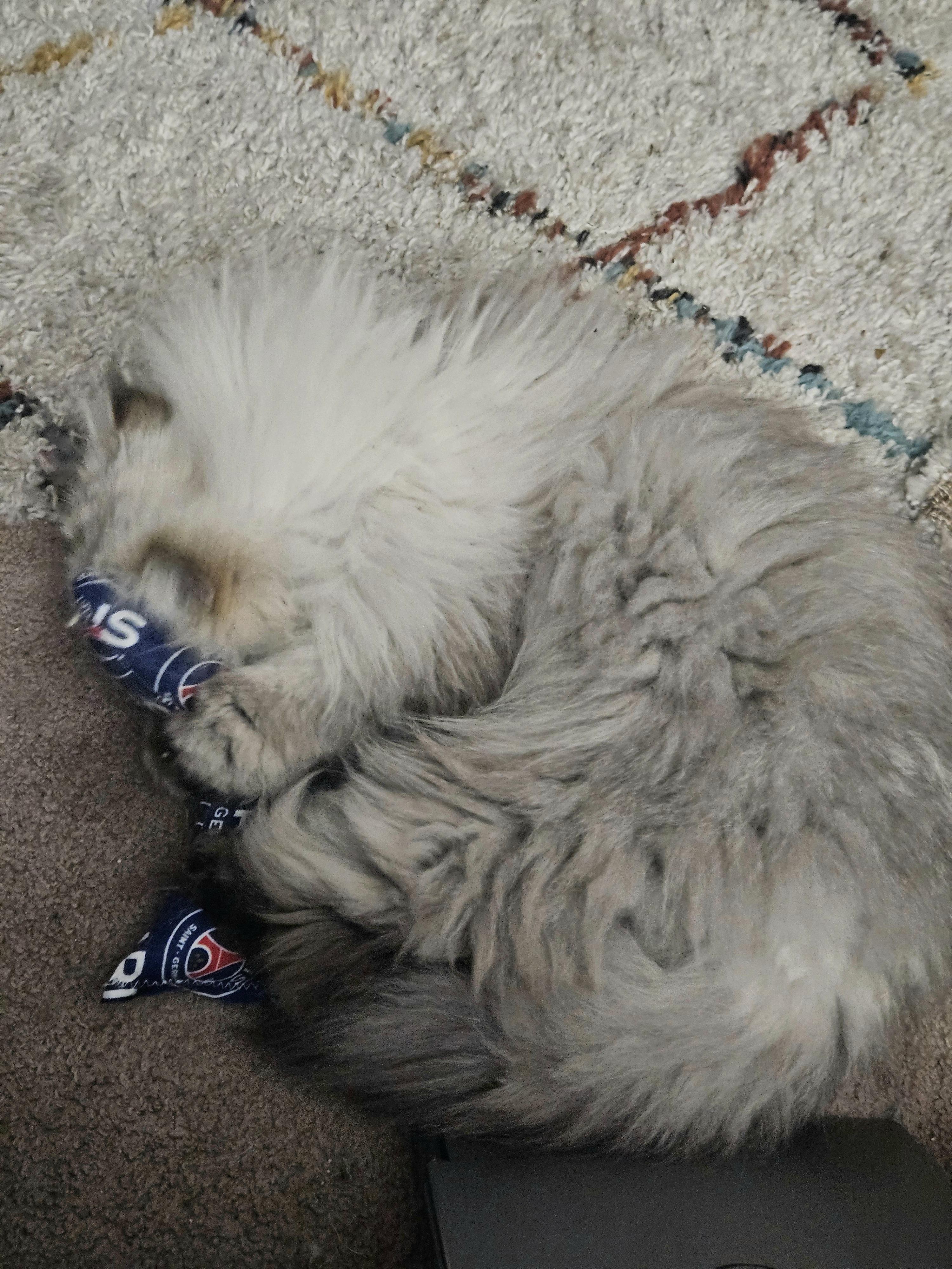 Flynn, a ADOPTABLE Persian in Orlando, FL image 5/6