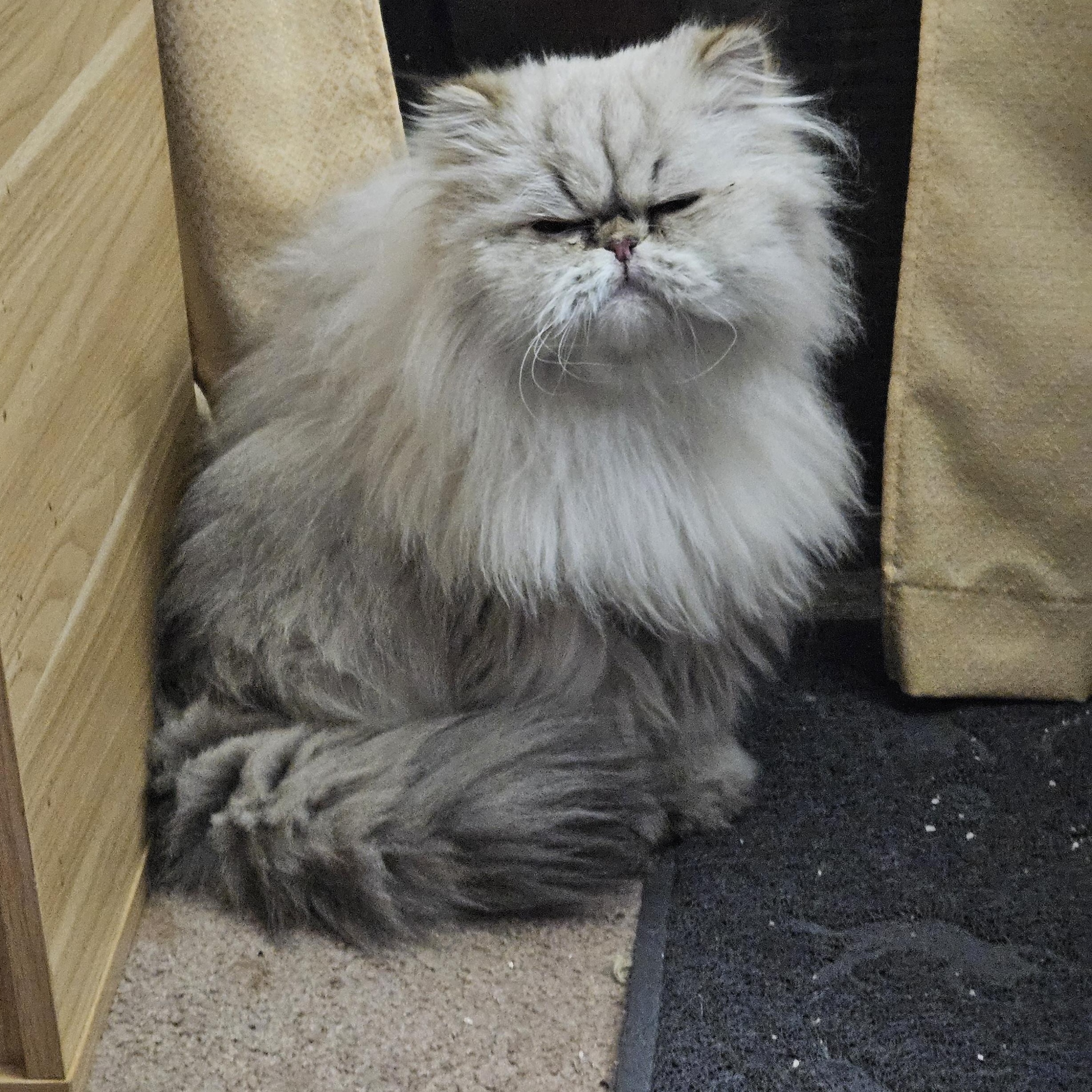 Flynn, a ADOPTABLE Persian in Orlando, FL image 6/6