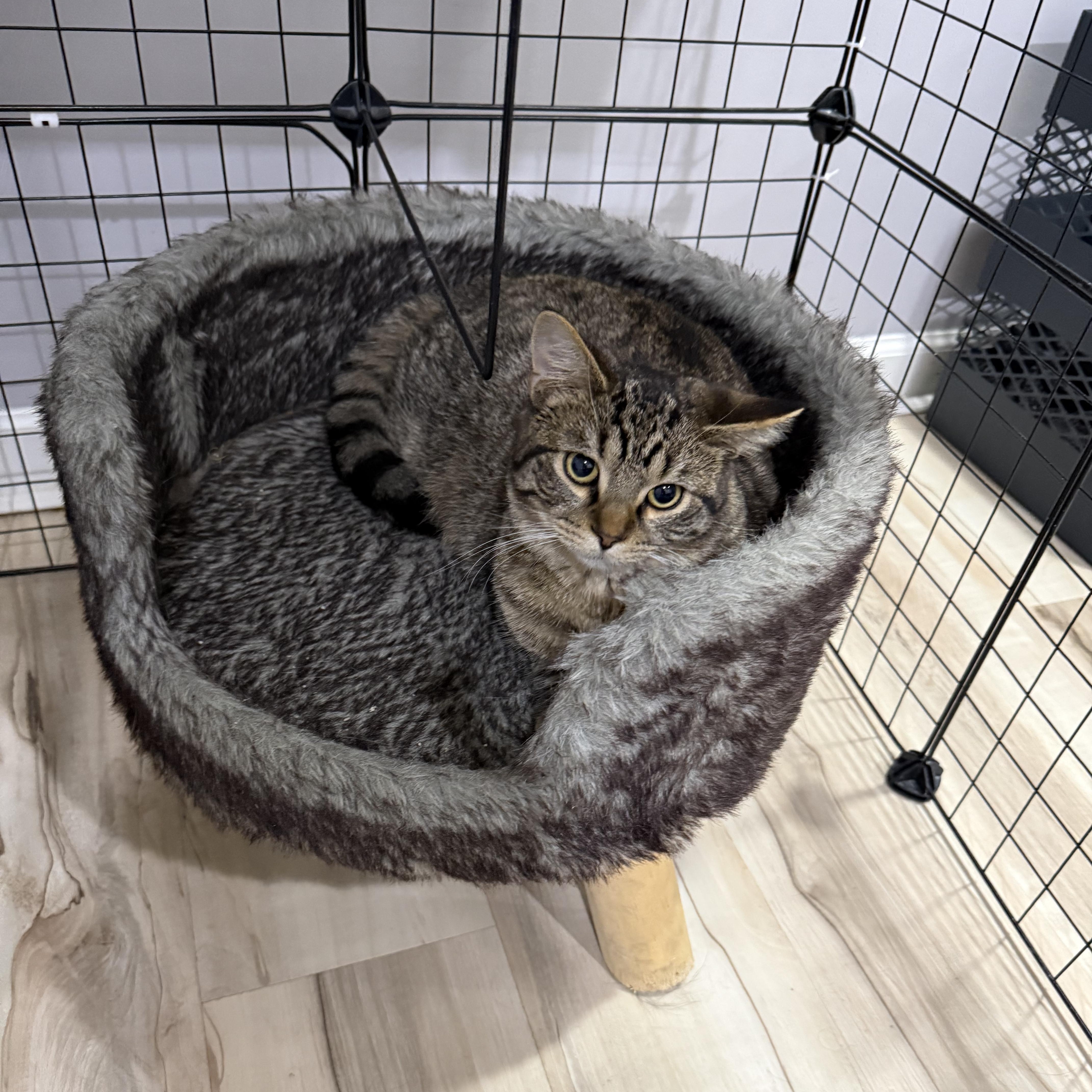 Enlarge Reese, an adopted Domestic Short Hair in Indianapolis, IN image 1/4