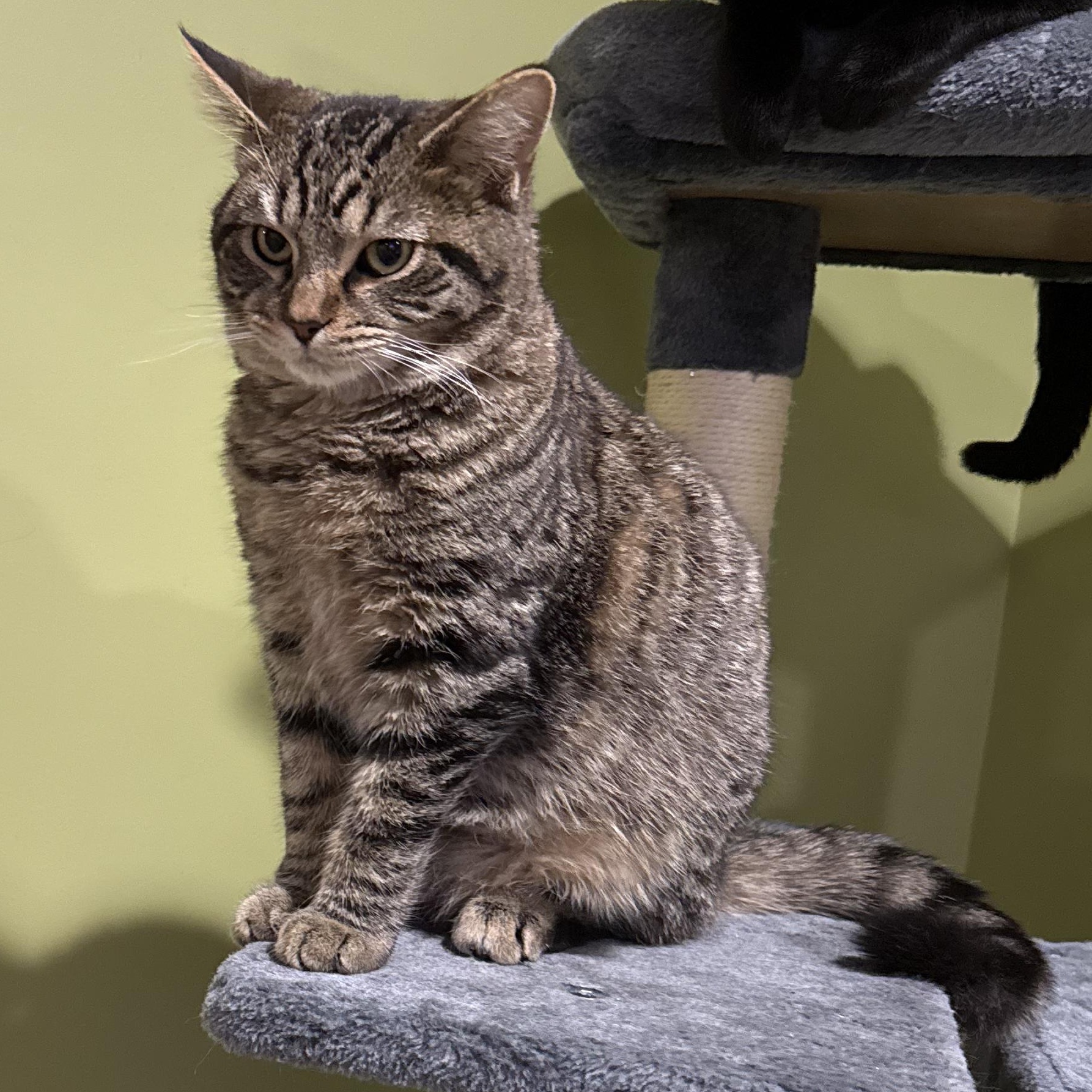 Enlarge Reese, an adopted Domestic Short Hair in Indianapolis, IN image 2/4