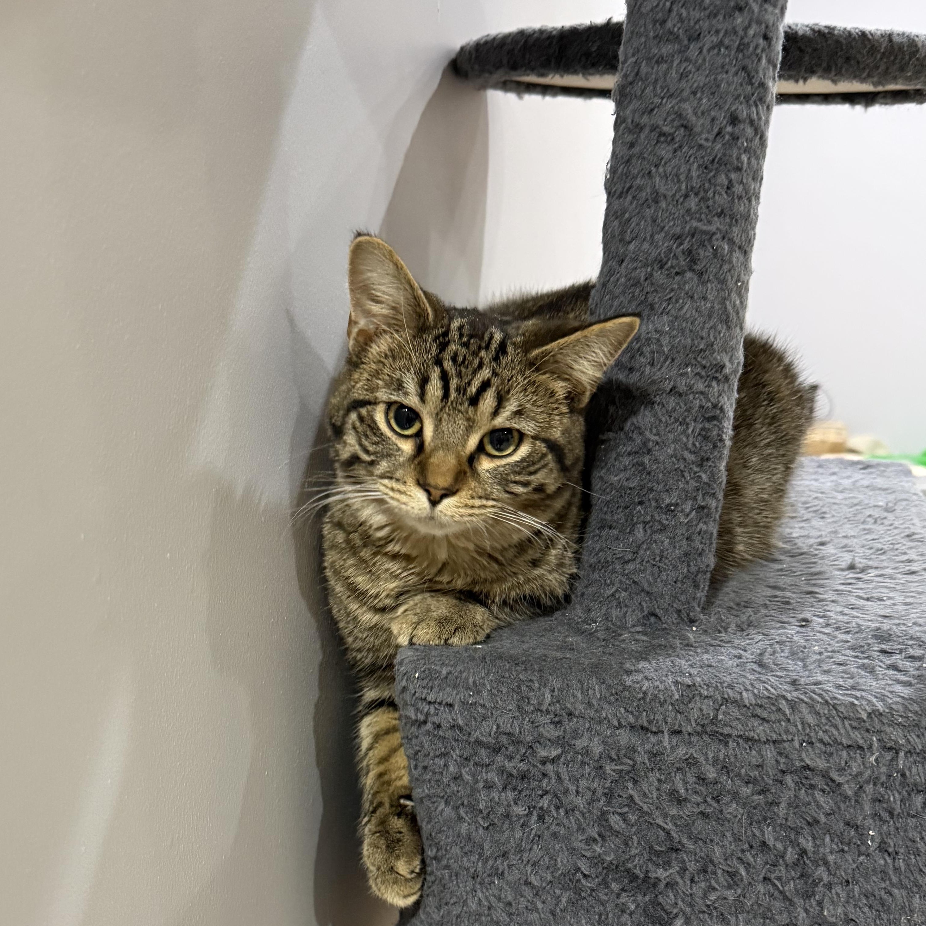 Enlarge Reese, an adopted Domestic Short Hair in Indianapolis, IN image 3/4