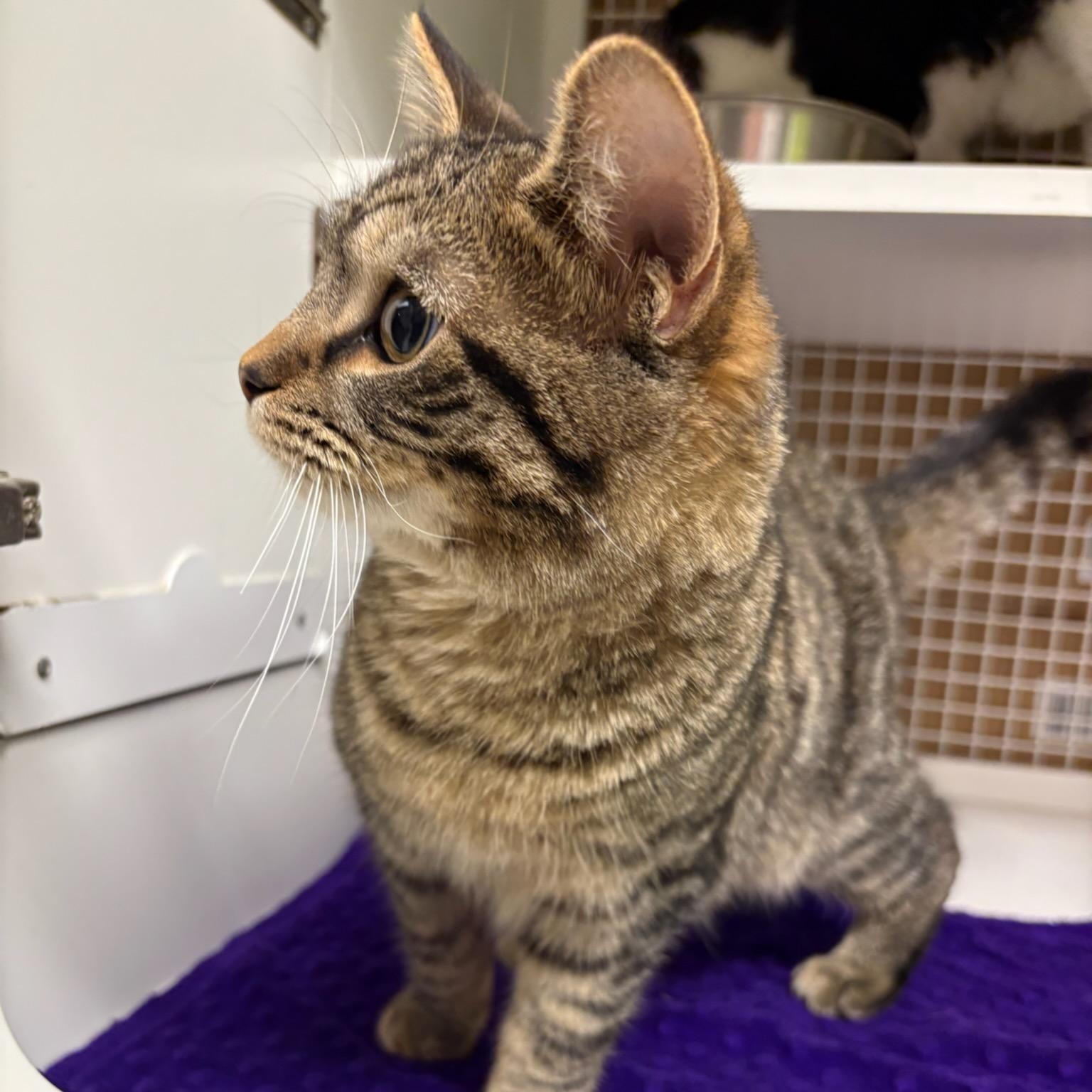 Enlarge Reese, an adopted Domestic Short Hair in Indianapolis, IN image 4/4