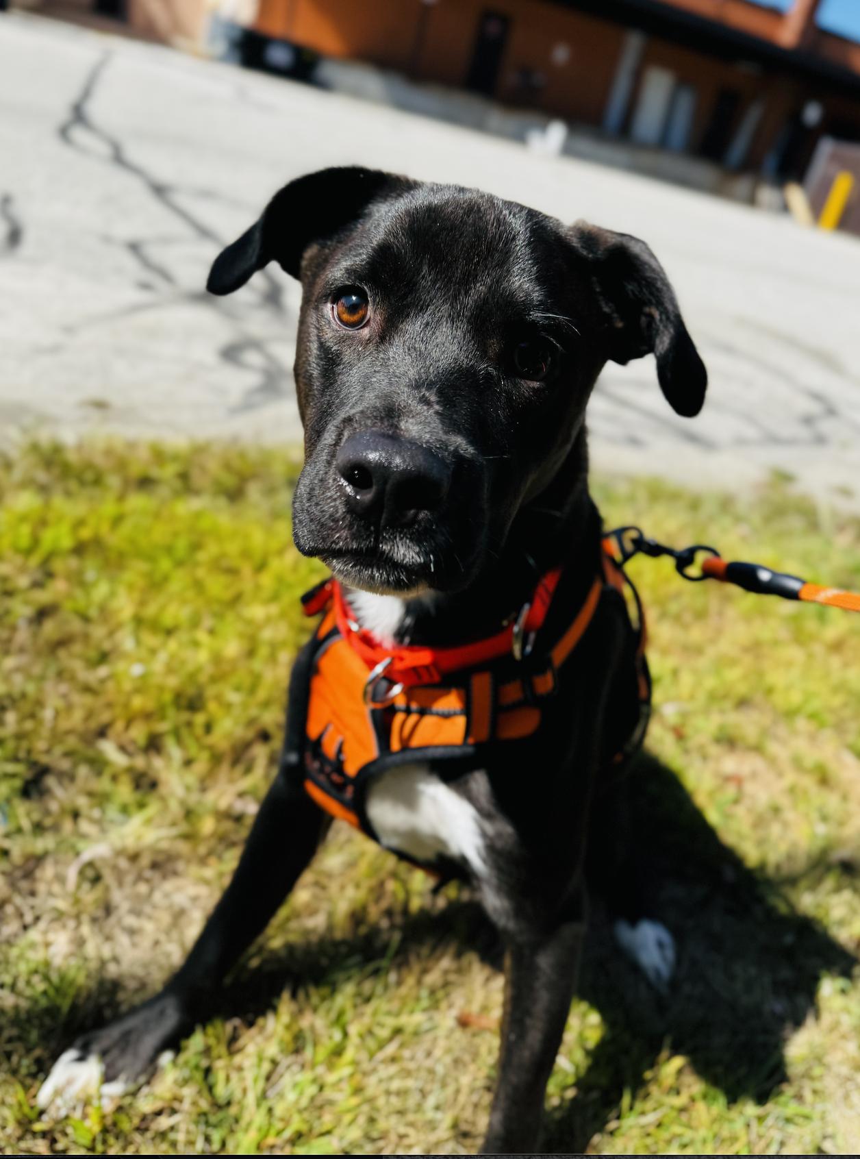 Hutch, Adoptable, Young Male Black Labrador Retriever.
