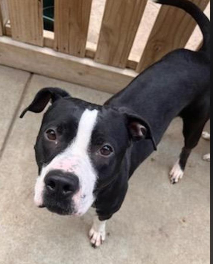 Enlarge Amelia, an adopted mixed breed in Hodgkins, IL image 3/5