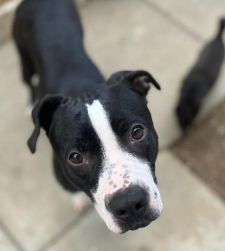 Enlarge Amelia, an adopted mixed breed in Hodgkins, IL image 4/5