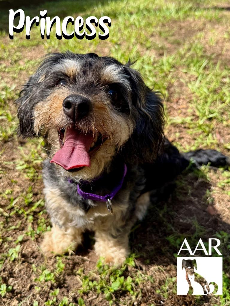 Princess, Adoptable, Adult Female Schnauzer & Poodle.
