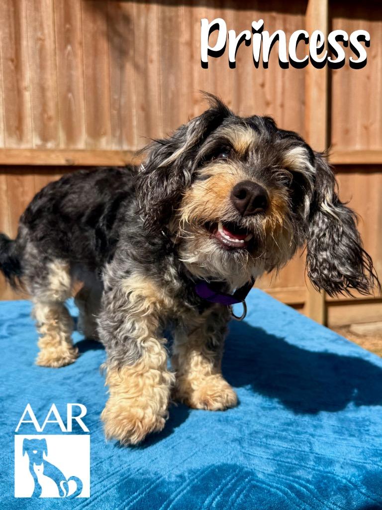 Enlarge Princess, a Adoptable mixed breed in Magnolia, TX image 2/4