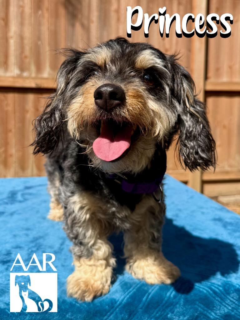 Enlarge Princess, a Adoptable mixed breed in Magnolia, TX image 4/4