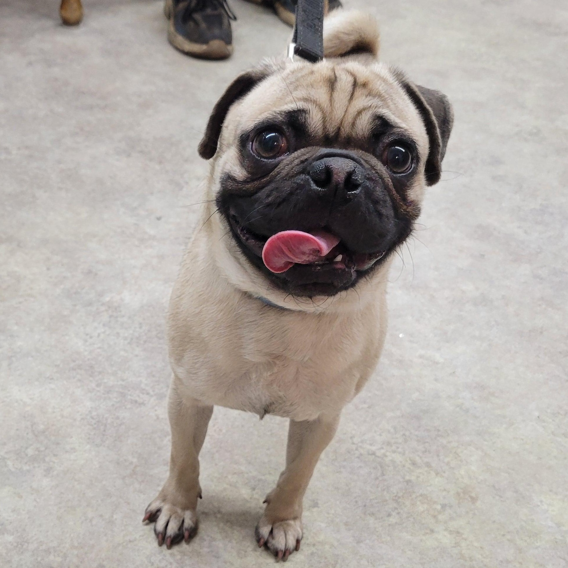 Meatball, an adopted mixed breed in Faribault, MN image 3/4