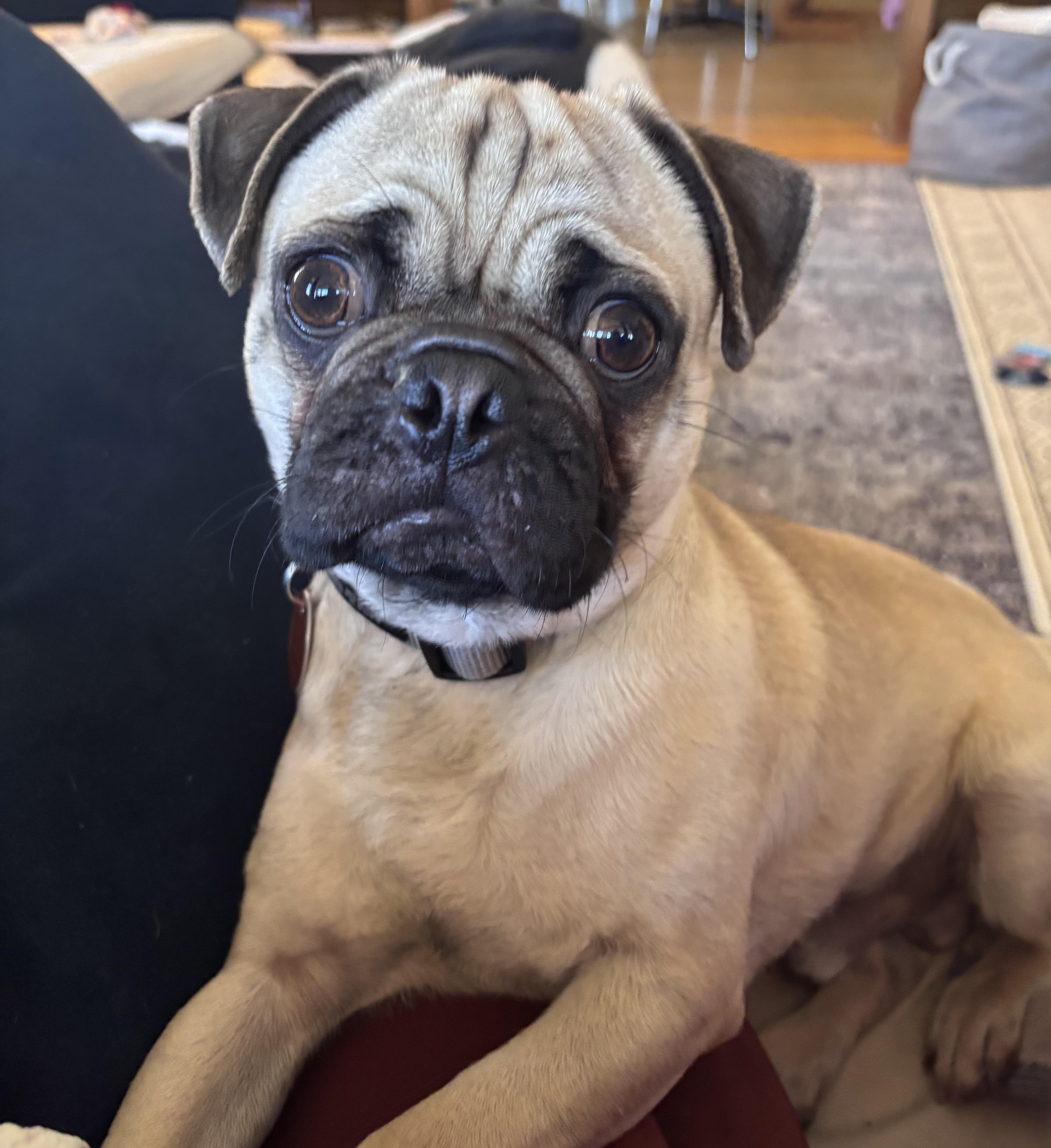 Meatball, an adopted mixed breed in Faribault, MN image 2/4
