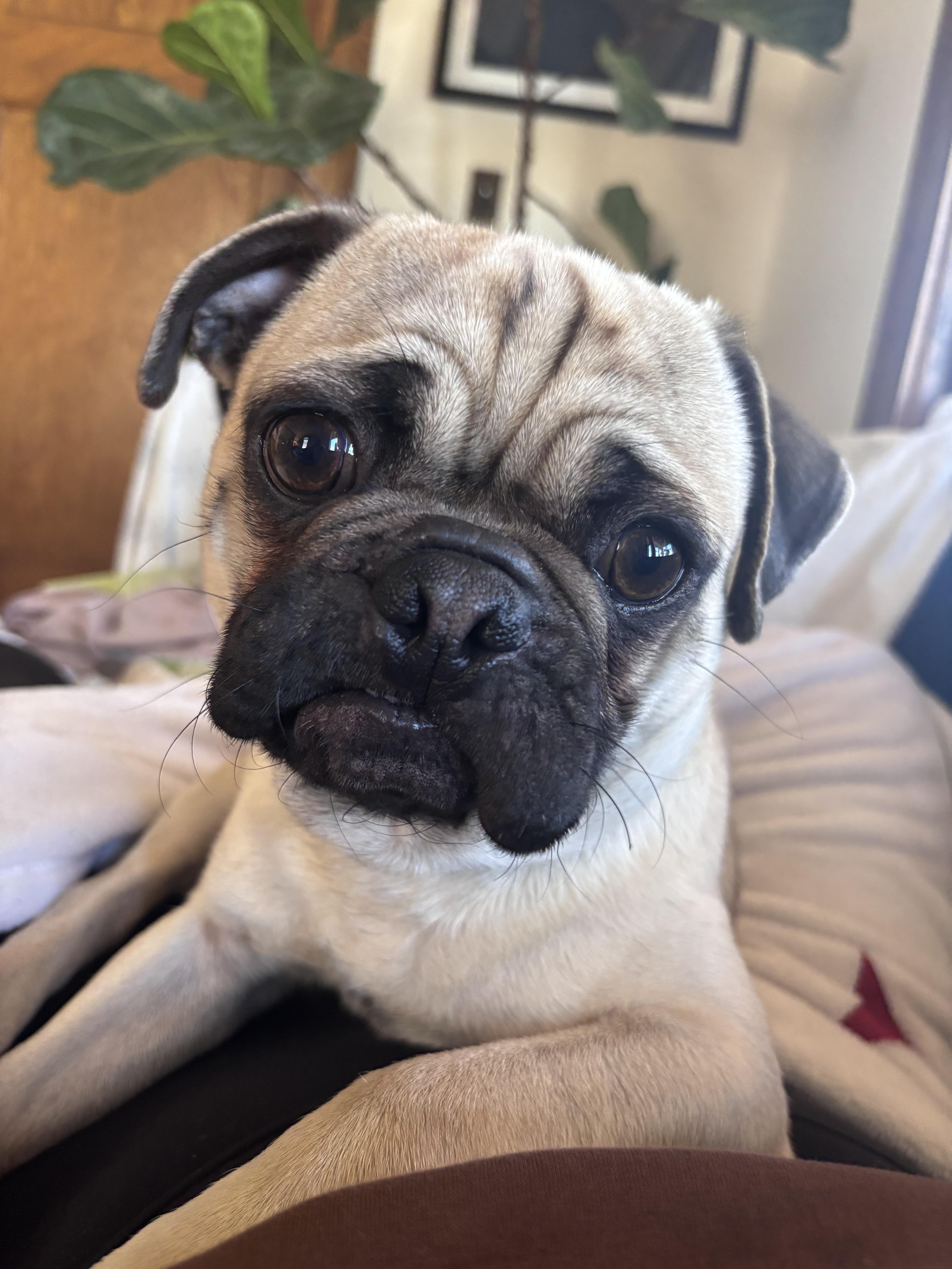 Meatball, adopted, Young Male Pug.