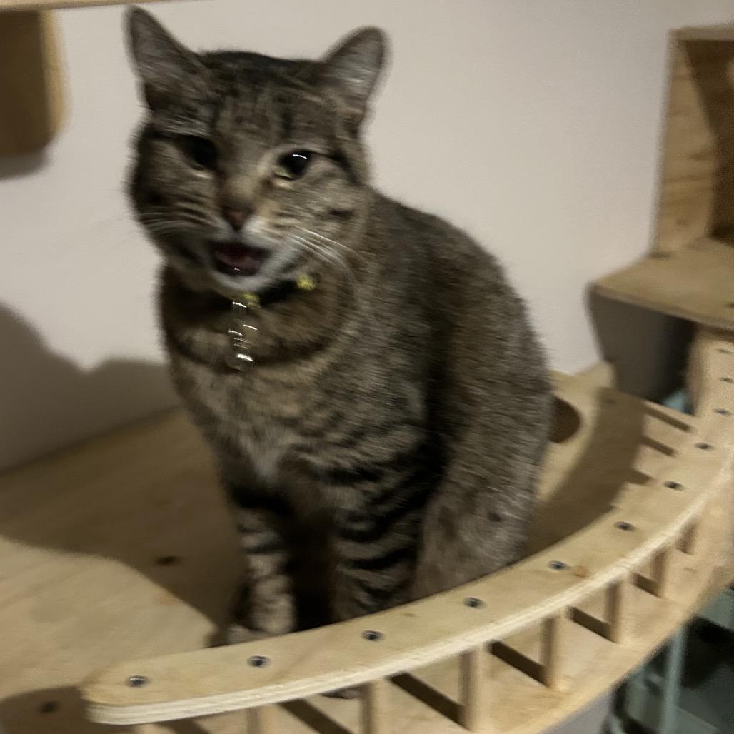 Poppy, a Adoptable Domestic Short Hair in Veneta, OR image 1/2