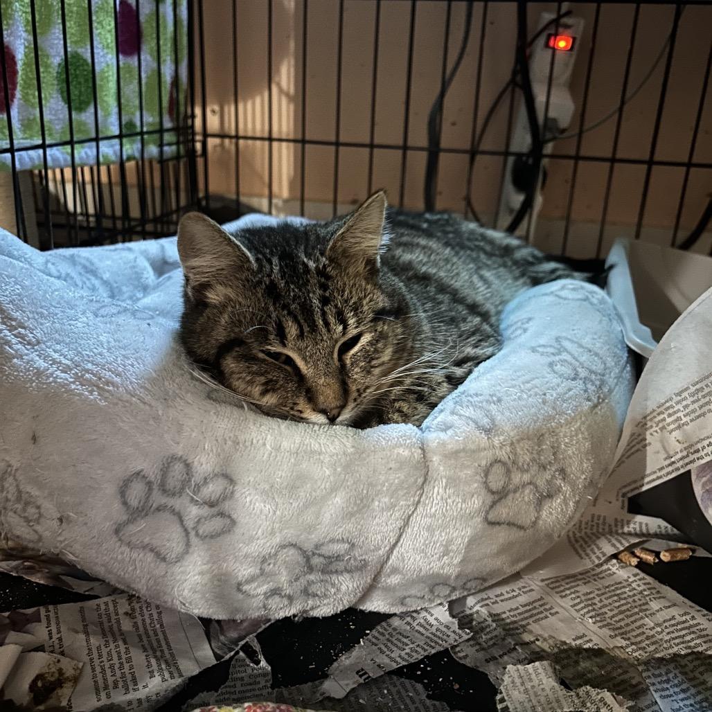 Poppy, a Adoptable Domestic Short Hair in Veneta, OR image 2/2