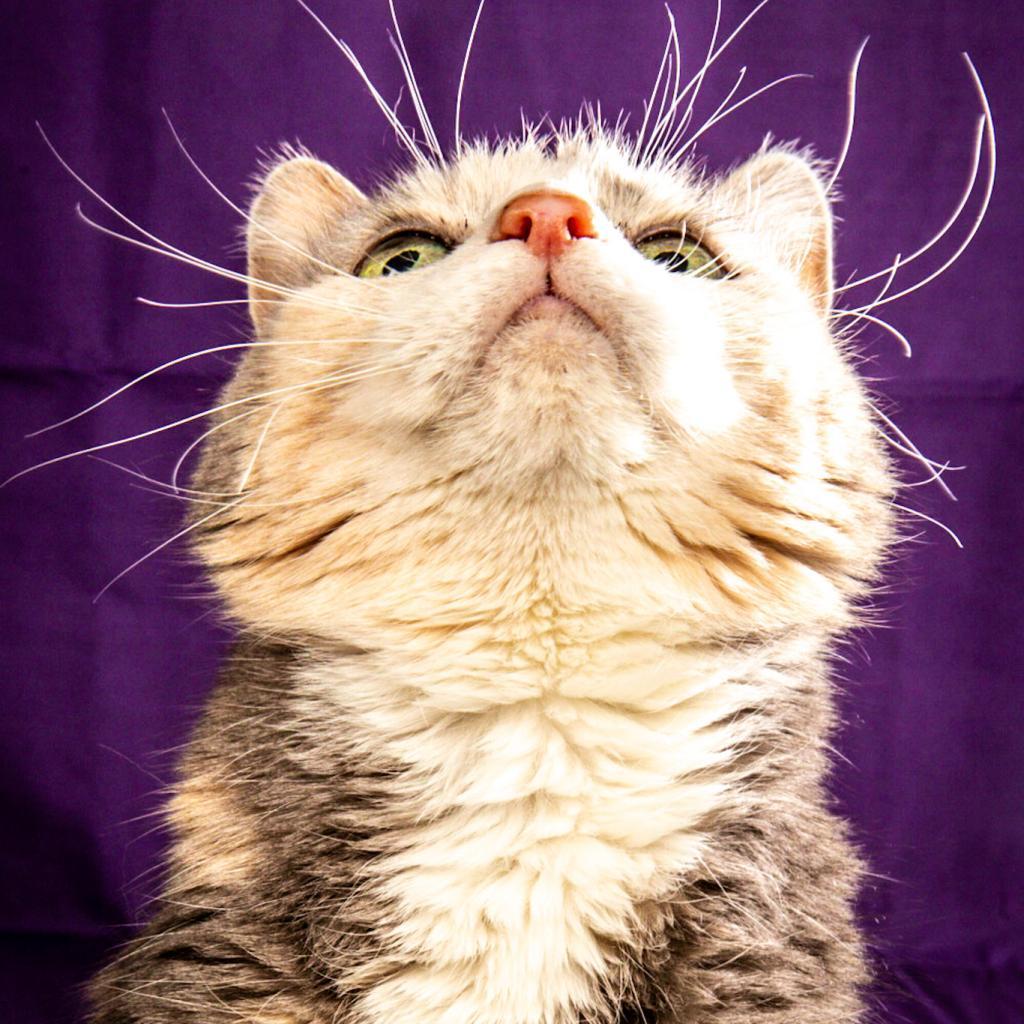 Owl, a Adoptable Domestic Short Hair in Durango, CO image 1/2