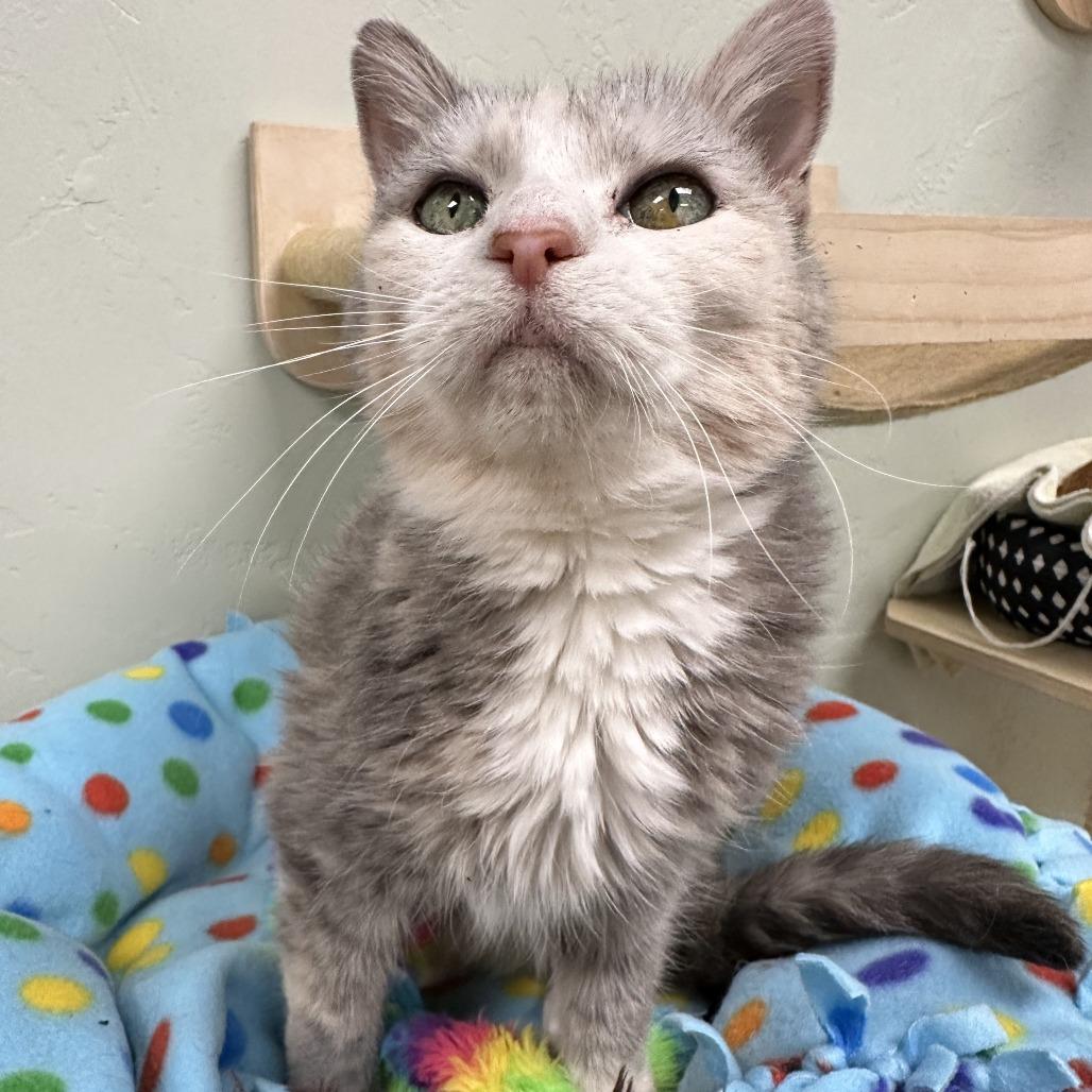 Owl, a Adoptable Domestic Short Hair in Durango, CO image 2/2