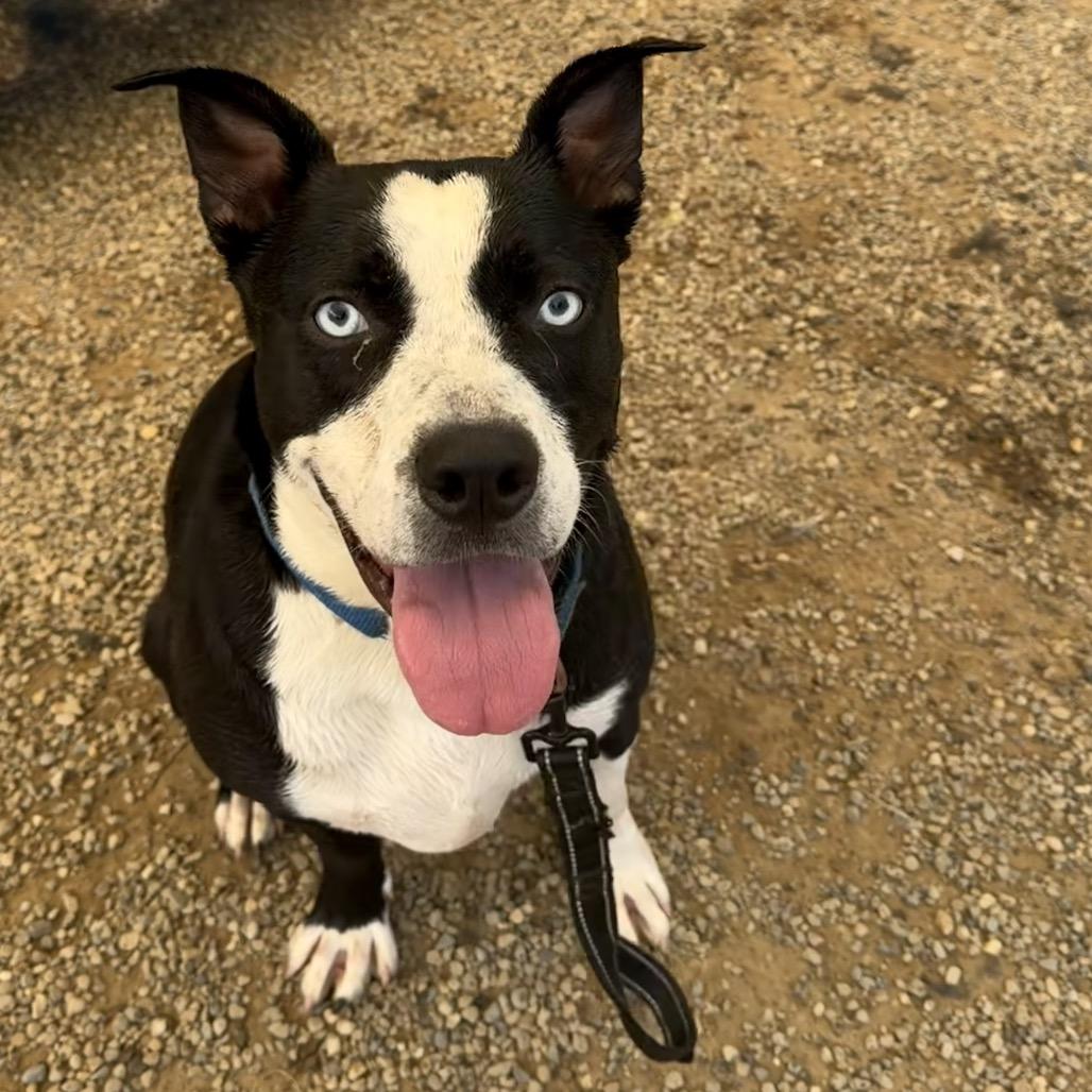 Halo, Adoptable, Young Male Labrador Retriever & Husky.