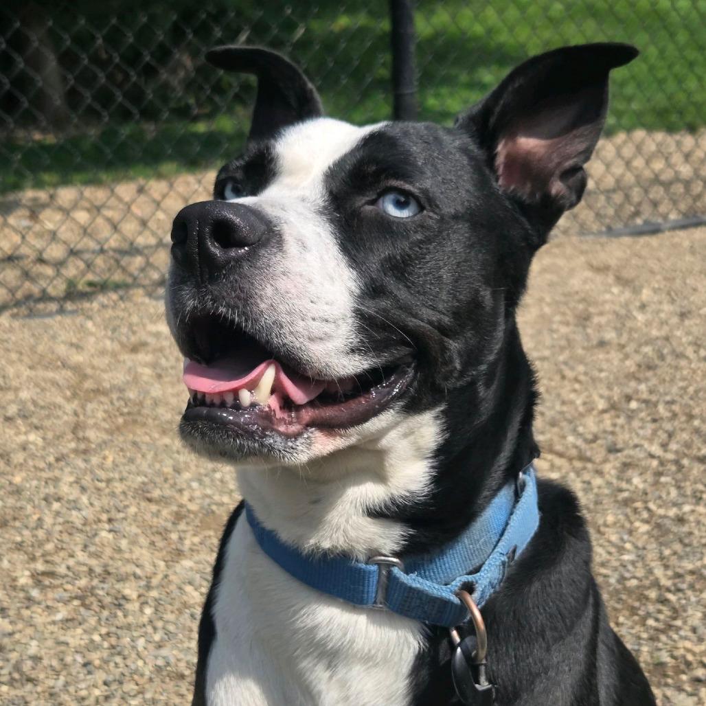 Enlarge Halo, a Adoptable mixed breed in Columbia Station, OH image 2/6