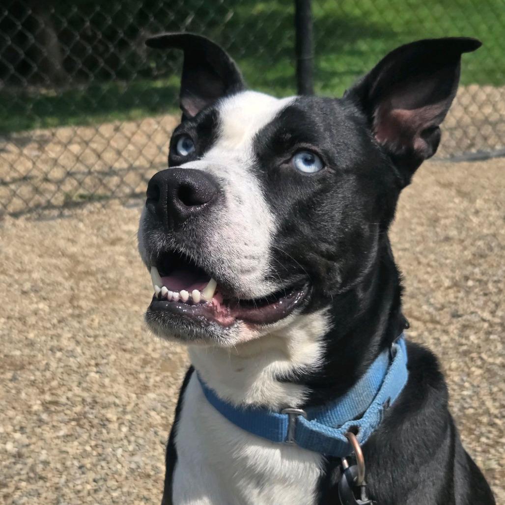 Enlarge Halo, a Adoptable mixed breed in Columbia Station, OH image 3/6