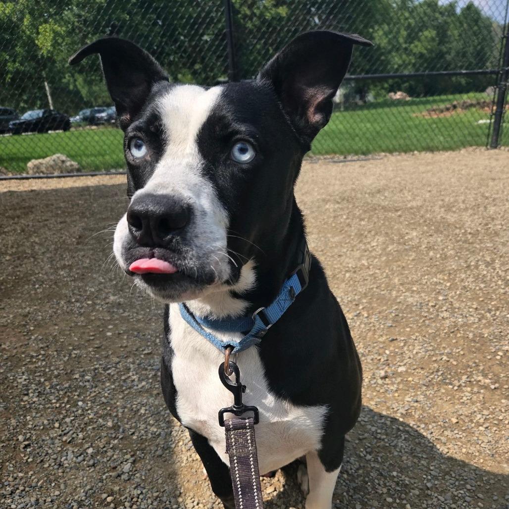Enlarge Halo, a Adoptable mixed breed in Columbia Station, OH image 4/6