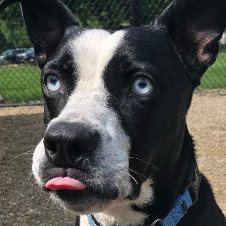 Enlarge Halo, a Adoptable mixed breed in Columbia Station, OH image 5/6