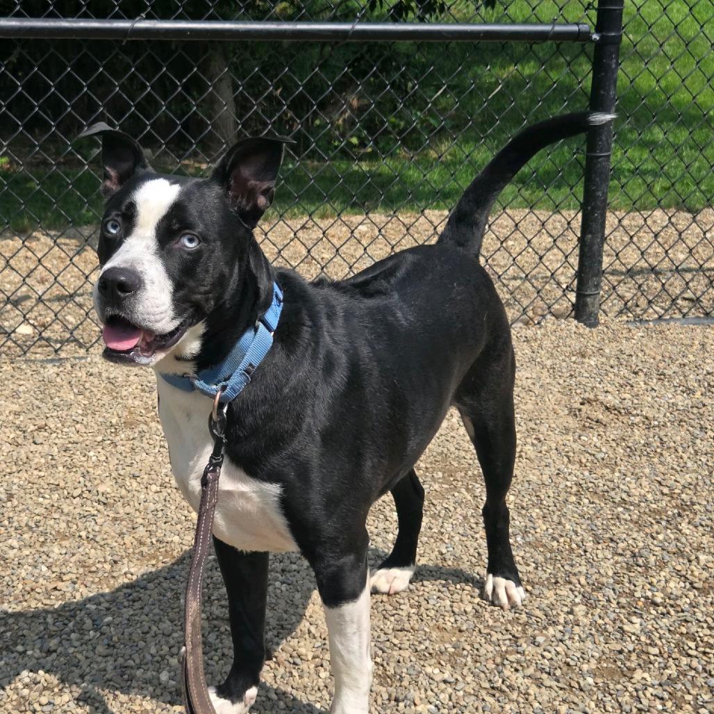 Enlarge Halo, a Adoptable mixed breed in Columbia Station, OH image 5/5