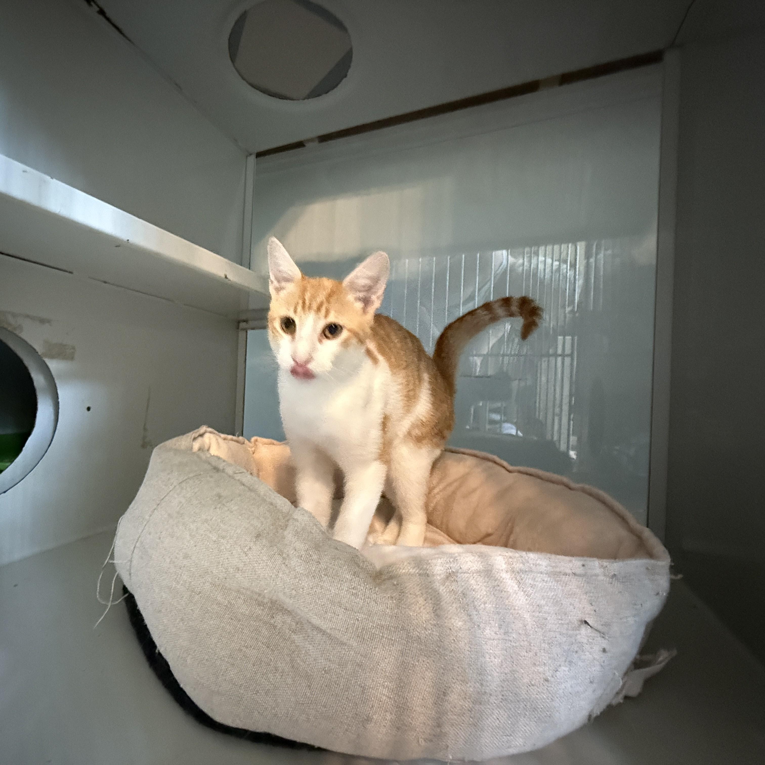 Enlarge Archie, a Adopted Domestic Short Hair in Irmo, SC image 3/6