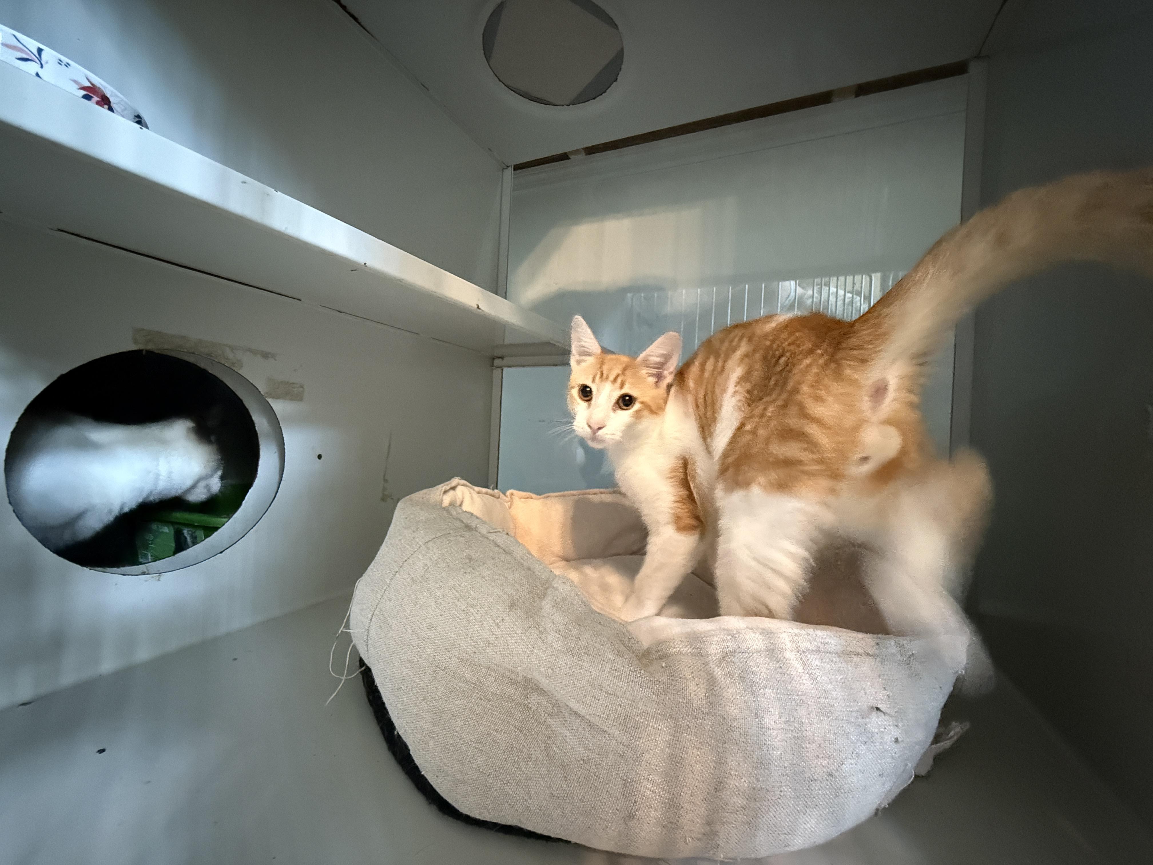 Enlarge Archie, a Adopted Domestic Short Hair in Irmo, SC image 5/6