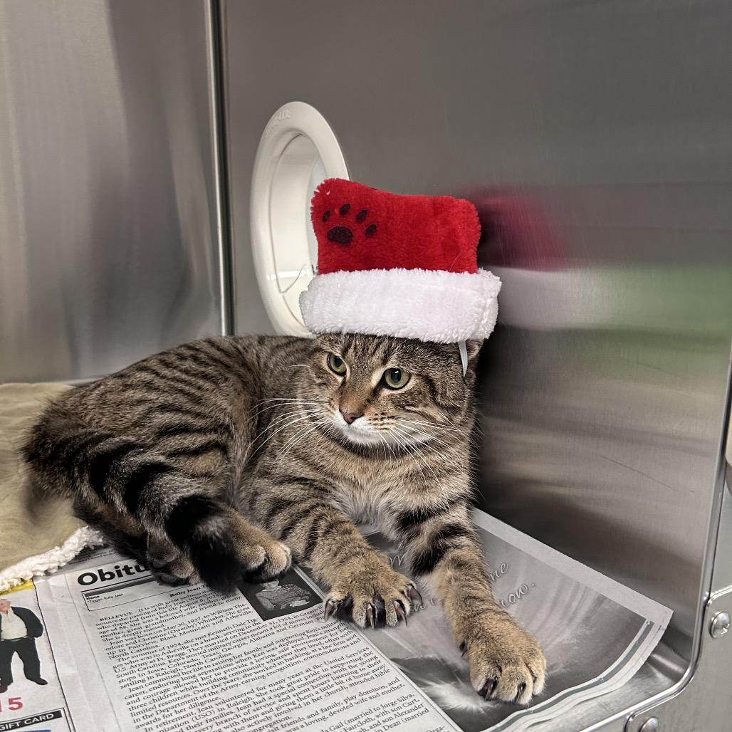 Gordon, Adoptable, Adult Male Domestic Short Hair.