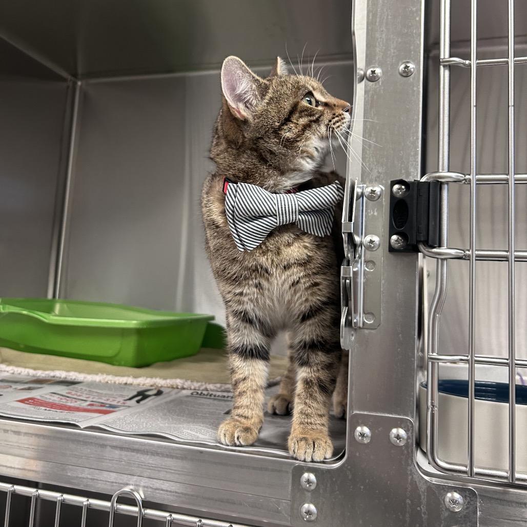 Enlarge Gordon, a Adoptable Domestic Short Hair in Hendersonville, NC image 2/4