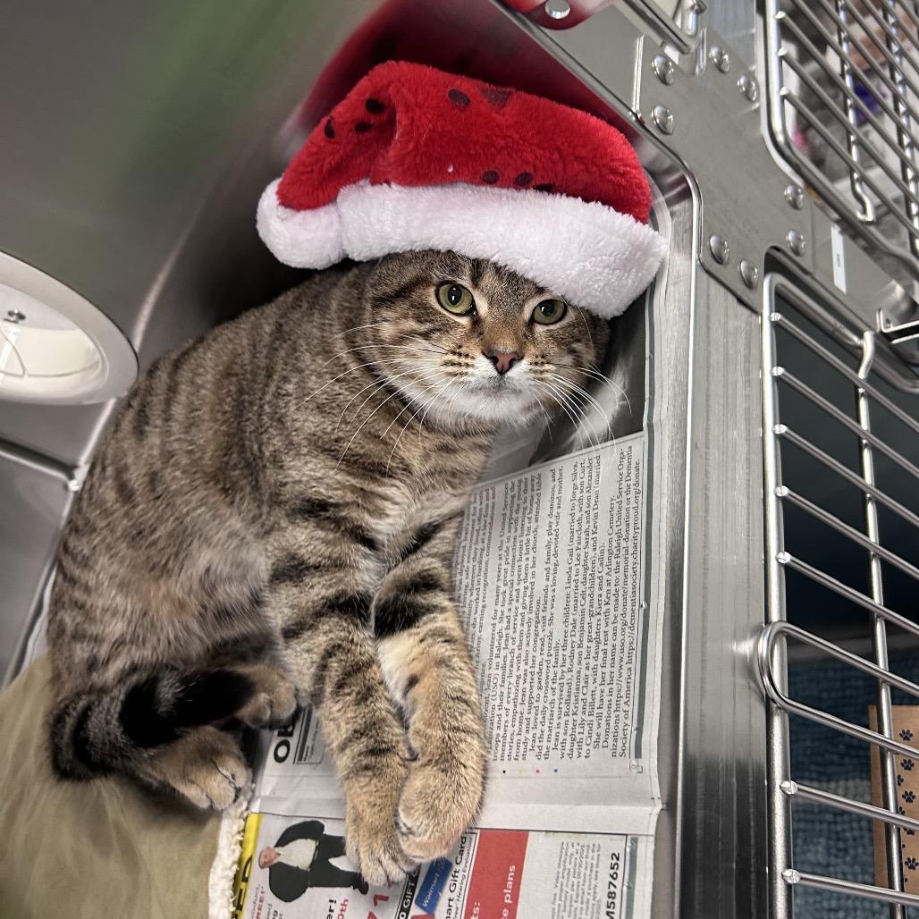 Enlarge Gordon, a Adoptable Domestic Short Hair in Hendersonville, NC image 3/4