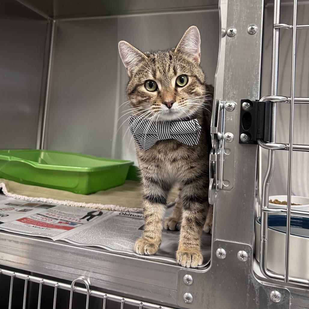 Enlarge Gordon, a Adoptable Domestic Short Hair in Hendersonville, NC image 4/4