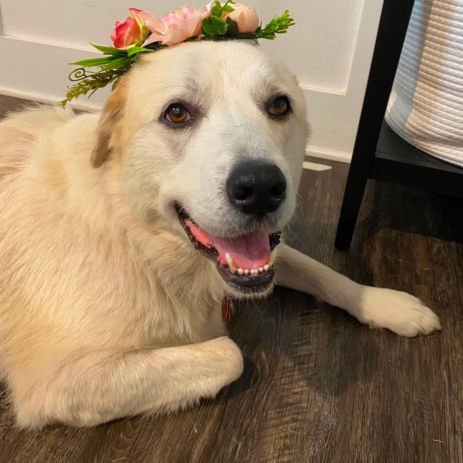 Dolly, Adoptable, Adult Female Great Pyrenees.
