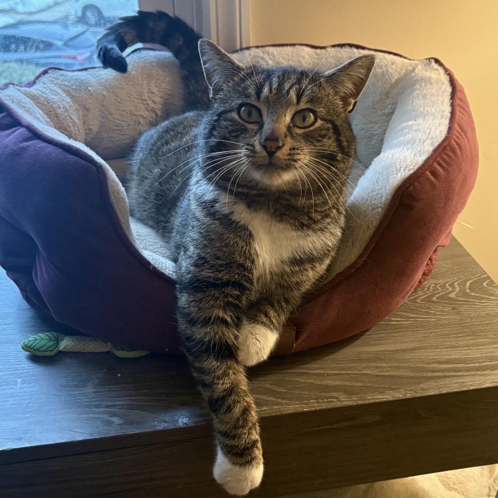 Enlarge Arnold, a Adoptable Domestic Short Hair in Woodbury, NJ image 1/6