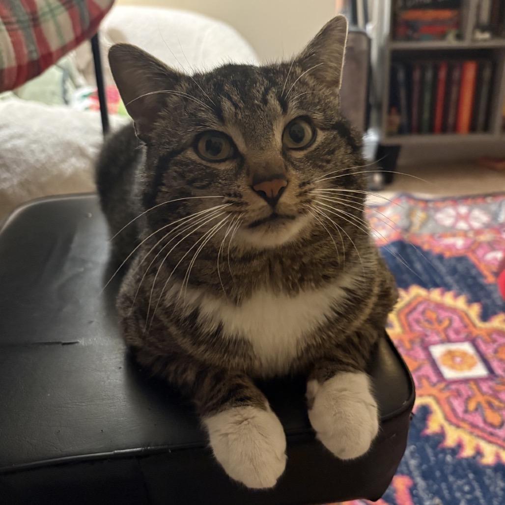 Enlarge Arnold, a Adoptable Domestic Short Hair in Woodbury, NJ image 2/6
