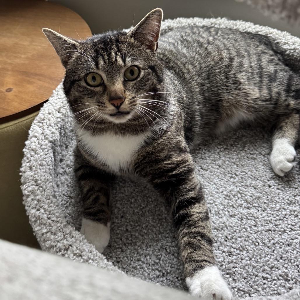 Enlarge Arnold, a Adoptable Domestic Short Hair in Woodbury, NJ image 3/6