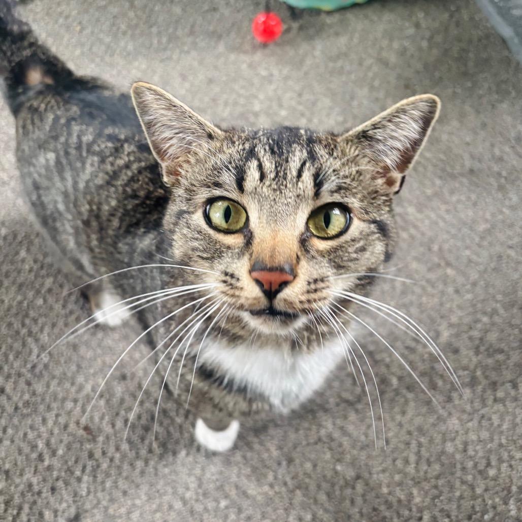 Enlarge Arnold, a Adoptable Domestic Short Hair in Woodbury, NJ image 4/6
