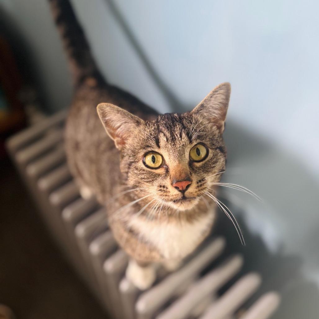 Enlarge Arnold, a Adoptable Domestic Short Hair in Woodbury, NJ image 5/6