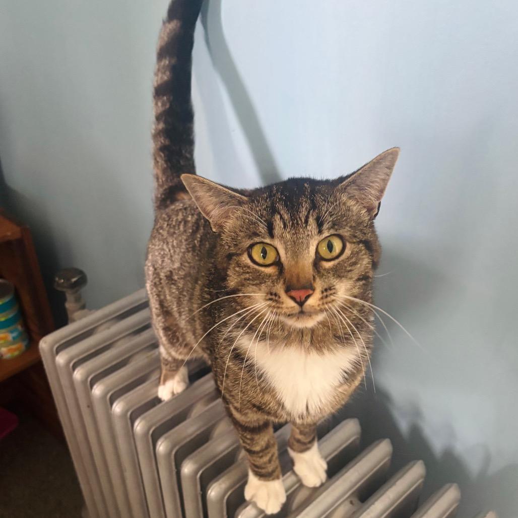 Enlarge Arnold, a Adoptable Domestic Short Hair in Woodbury, NJ image 6/6
