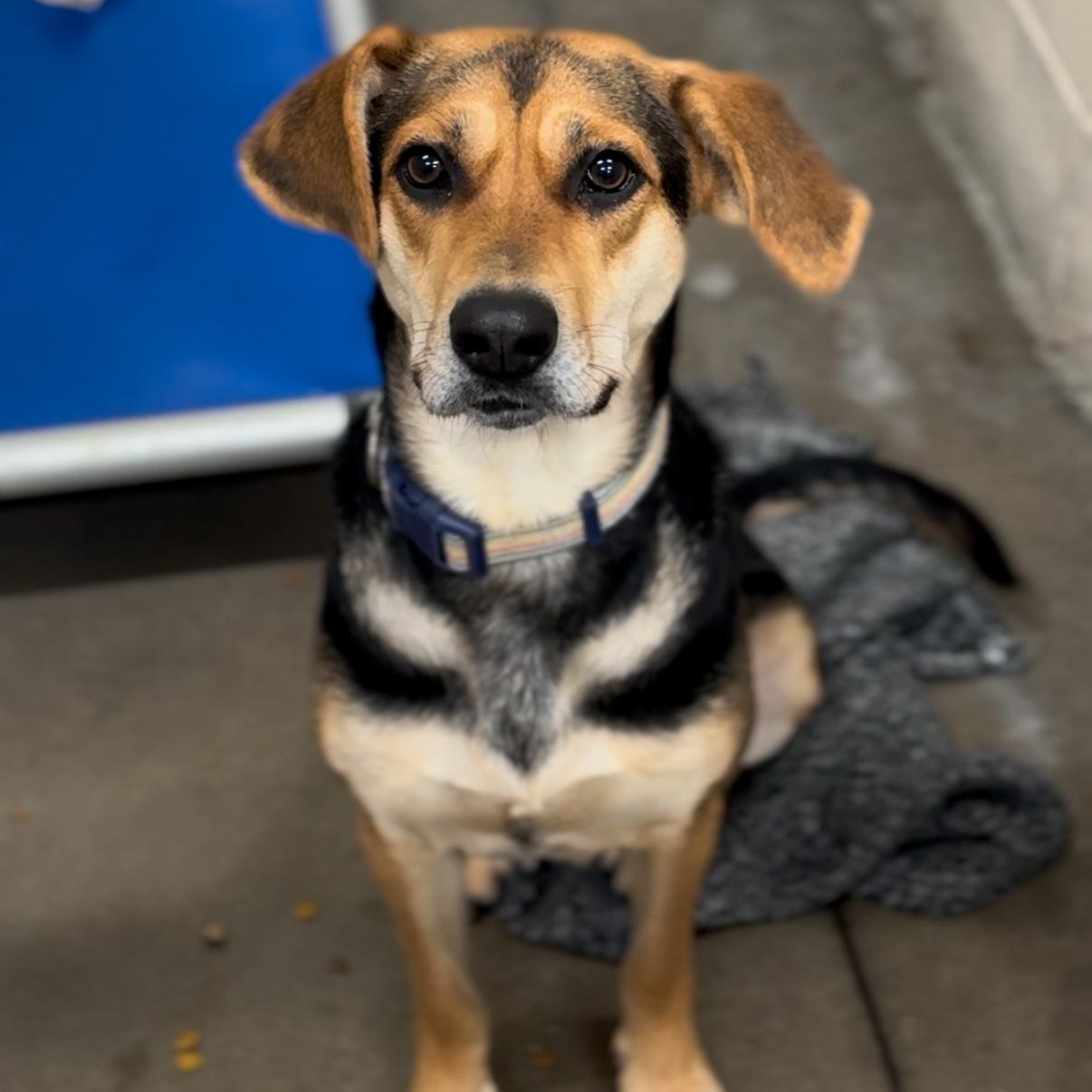 Gia, Young Female Hound