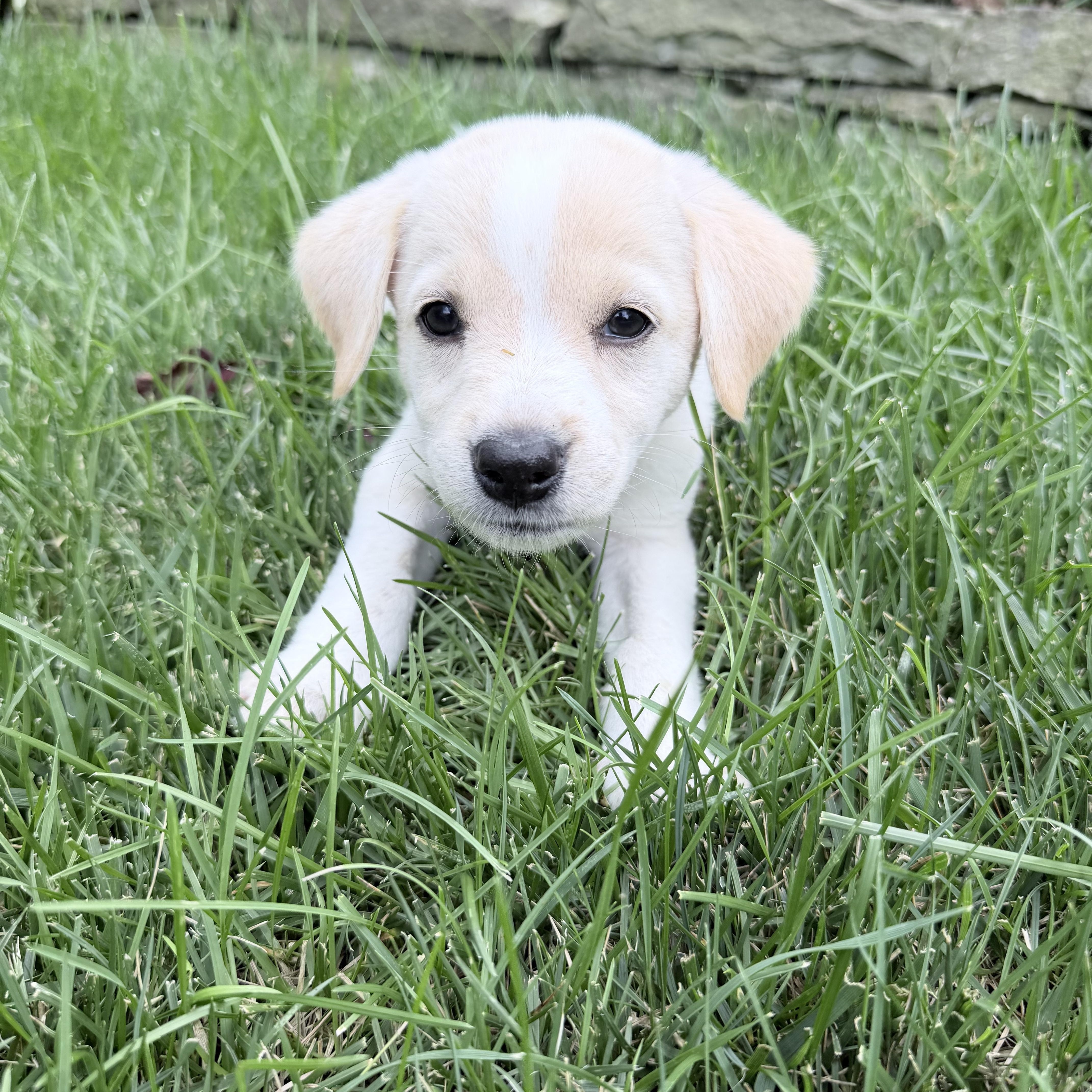 Daisy, a ADOPTABLE mixed breed in Fairfax, VA image 2/4