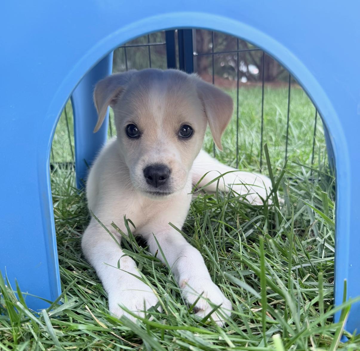 Daisy, ADOPTABLE, Puppy Female Hound.