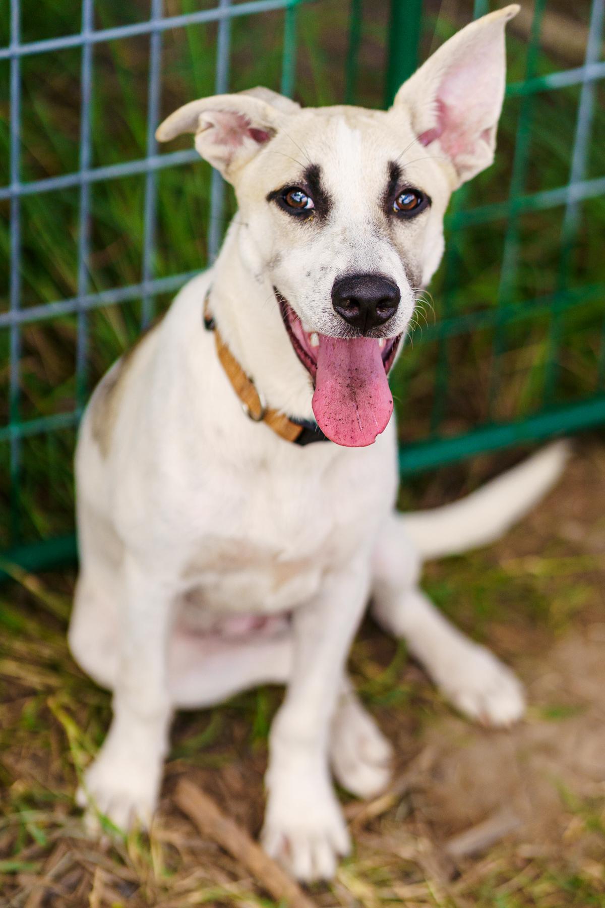 Enlarge Desiree, a Adoptable mixed breed in LAMPASAS, TX image 4/6